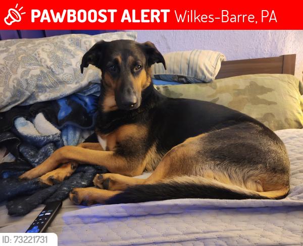 Lost Male Dog last seen South main street wilkes barre, Wilkes-Barre, PA 18702