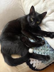 Found/Stray Female Cat last seen West genesee st, Avery Ave, Syracuse, NY 13204