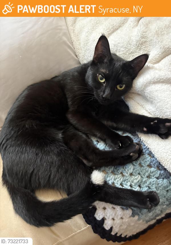 Found/Stray Female Cat last seen West genesee st, Avery Ave, Syracuse, NY 13204