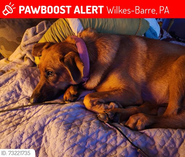 Lost Female Dog last seen South main street wilkes barre, Wilkes-Barre, PA 18702
