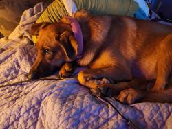 Lost Female Dog last seen South main street wilkes barre, Wilkes-Barre, PA 18702