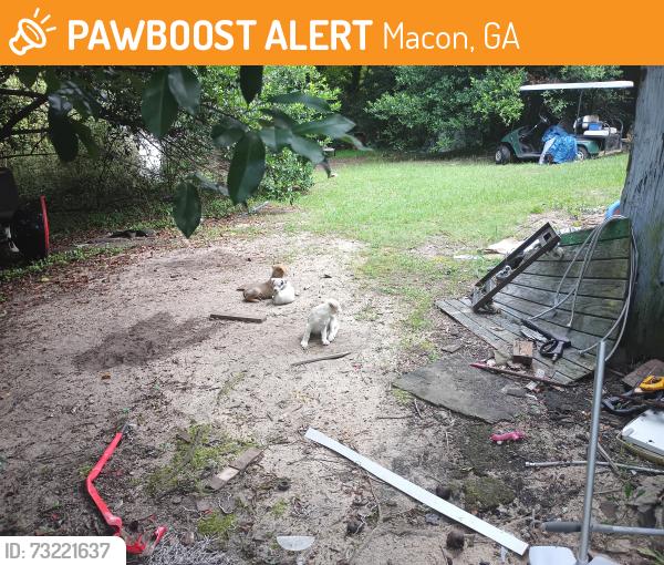 Found/Stray Unknown Dog last seen Cedar st, Macon, GA 31201
