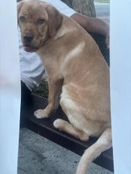 Lost Male Dog last seen S Myrtle & Huntington Dr, Monrovia, CA 91016