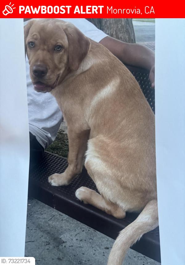 Lost Male Dog last seen S Myrtle & Huntington Dr, Monrovia, CA 91016