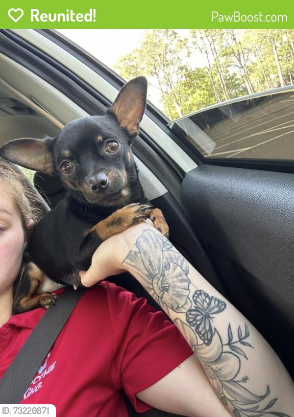 Reunited Female Dog last seen 38th Ave N and 43rd st N, St. Petersburg, FL 33713