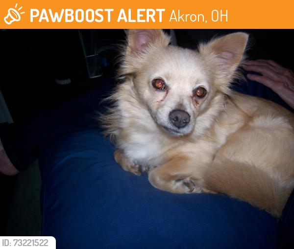 Found/Stray Male Dog last seen essx & wildon ave, Akron, OH 44306