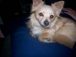 Found/Stray Male Dog last seen essx & wildon ave, Akron, OH 44306