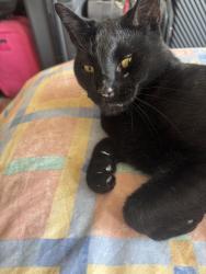 Reunited Male Cat last seen Near Galpins road, Mitcham, England CR7 6EW