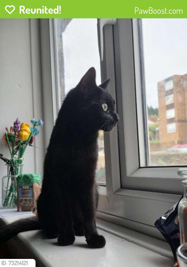 Reunited Female Cat last seen Cottenham road, South Yorkshire, England S65 1NU