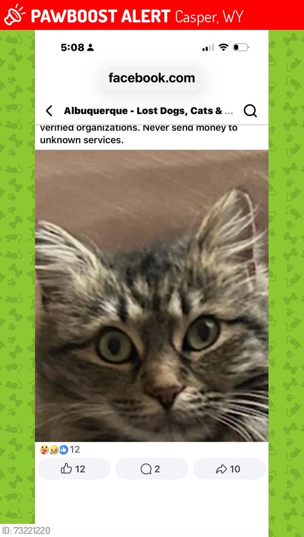 Lost Female Cat last seen Wyoming, Spain and Moon, Casper, WY 82601