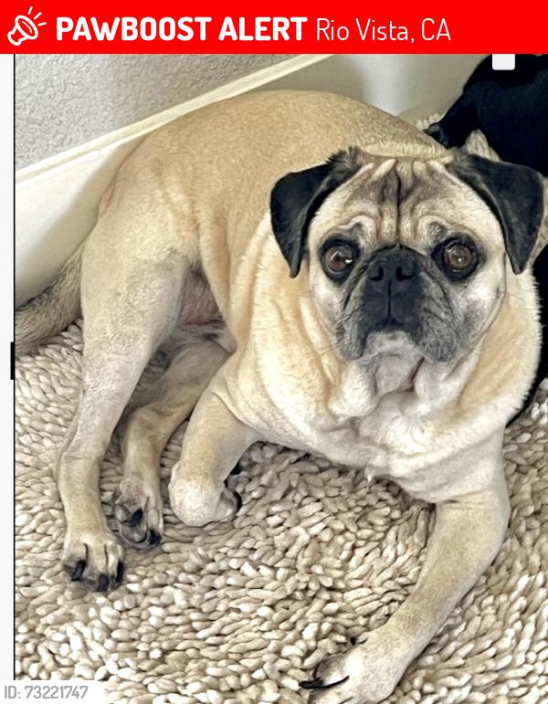 Lost Male Dog last seen Clayton St, Rio Vista, CA 94571