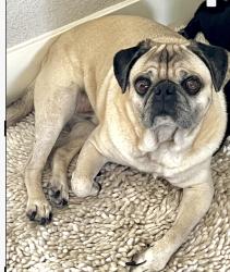 Lost Male Dog last seen Clayton St, Rio Vista, CA 94571