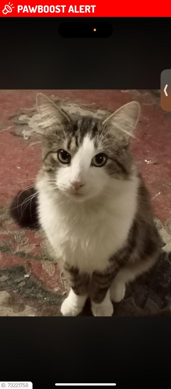 Lost Male Cat last seen Hogans corner, Hoppers Crossing, VIC 3029