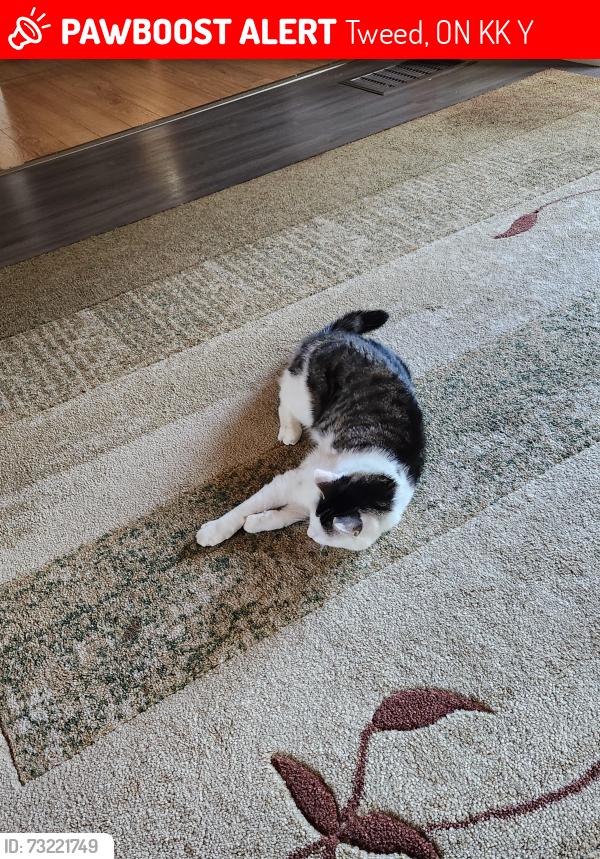 Lost Female Cat last seen Shannonville Road, Tweed, ON K0K 2Y0