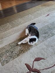 Lost Female Cat last seen Shannonville Road, Tweed, ON K0K 2Y0