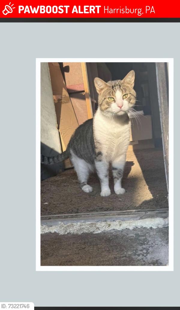 Lost Male Cat last seen Logan street, Harrisburg, PA 17110