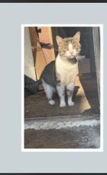 Lost Male Cat last seen Logan street, Harrisburg, PA 17110