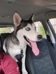 Found/Stray Female Dog last seen Rv, Live Oak, TX 78233