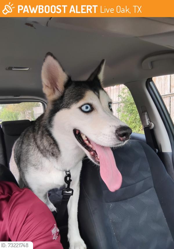 Found/Stray Female Dog last seen Rv, Live Oak, TX 78233