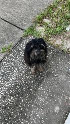 Found/Stray Male Dog last seen Bush Blvd & Brooks St, Tampa, FL 33604