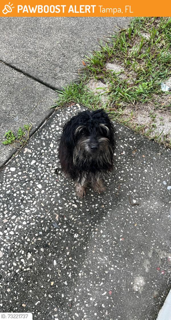 Found/Stray Male Dog last seen Bush Blvd & Brooks St, Tampa, FL 33604