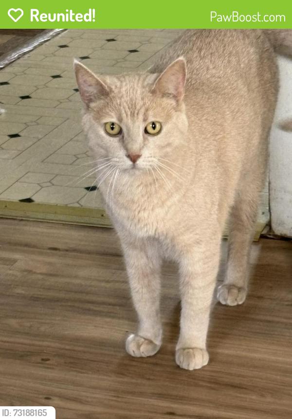 Reunited Male Cat last seen Mingo Ave, station road harborcreek, Northwest Harborcreek, PA 16510
