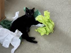 Lost Male Cat last seen Old stagecoach rd, Gilbert, PA 18331