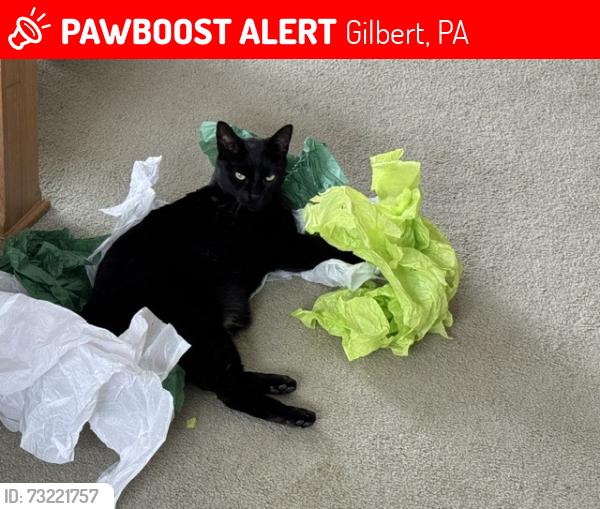 Lost Male Cat last seen Old stagecoach rd, Gilbert, PA 18331