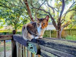 Lost Female Cat last seen 12th Ave and Bayou Blvd., Pensacola, FL 32503