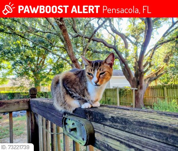 Lost Female Cat last seen 12th Ave and Bayou Blvd., Pensacola, FL 32503