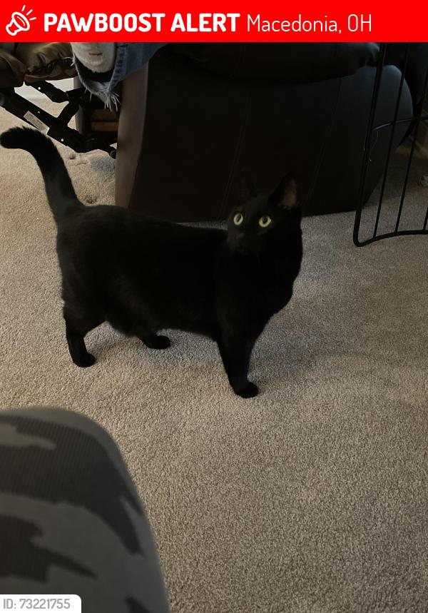 Lost Female Cat last seen Macedonia, Macedonia, OH 44056