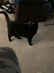 Lost Female Cat last seen Macedonia, Macedonia, OH 44056