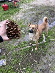 Lost Female Dog last seen campo roo, Campo, CA 91906