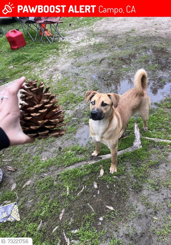 Lost Female Dog last seen campo roo, Campo, CA 91906