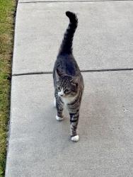 Found/Stray Unknown Cat last seen On Harrison and Hazel, Boise, ID 83702