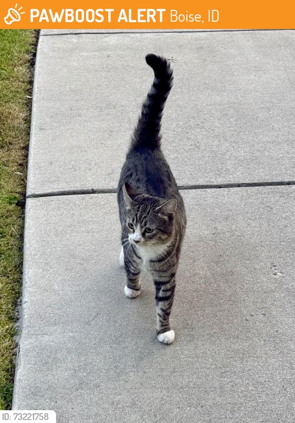 Found/Stray Unknown Cat last seen On Harrison and Hazel, Boise, ID 83702