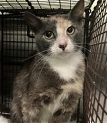Shelter Stray Female Cat last seen , 1850 W 60th St, Los Angeles, CA 90047, USA