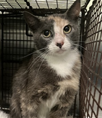 Shelter Stray Female Cat last seen , 1850 W 60th St, Los Angeles, CA 90047, USA
