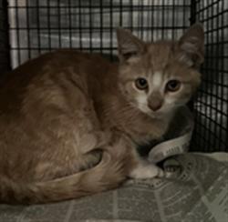 Shelter Stray Male Cat last seen , 1850 W 60th St, Los Angeles, CA 90047, USA