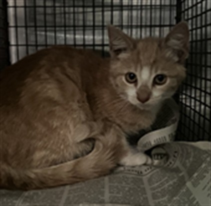 Shelter Stray Male Cat last seen , 1850 W 60th St, Los Angeles, CA 90047, USA
