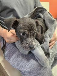 Shelter Stray Female Dog last seen Near BLOCK ROSEDALE BLV, 3528 Newburg Rd, Louisville, KY 40218, USA