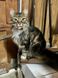 Reunited Unknown Cat last seen Hurrican Creek Publix, Chattanooga, TN 37421
