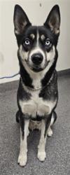 Shelter Stray Female Dog last seen , 3201 Lacy St, Los Angeles, CA 90031, USA