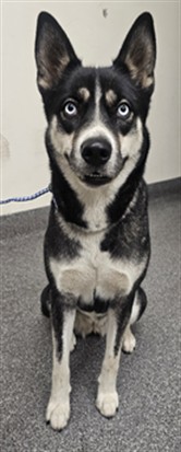 Shelter Stray Female Dog last seen , 3201 Lacy St, Los Angeles, CA 90031, USA