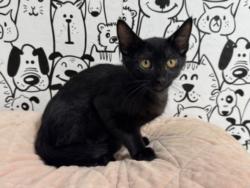 Shelter Stray Male Cat last seen , 957 N Gaffey St, San Pedro, CA 90731, USA