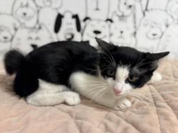 Shelter Stray Female Cat last seen , 957 N Gaffey St, San Pedro, CA 90731, USA
