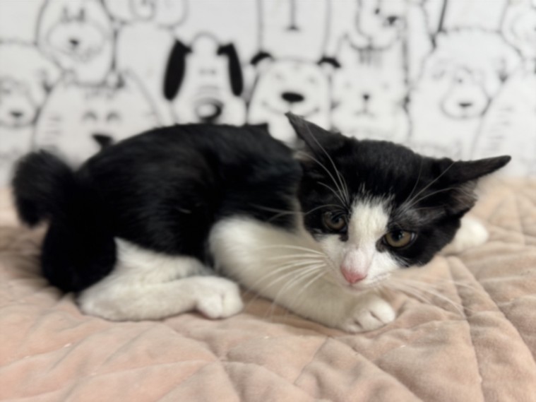 Shelter Stray Female Cat last seen , 957 N Gaffey St, San Pedro, CA 90731, USA