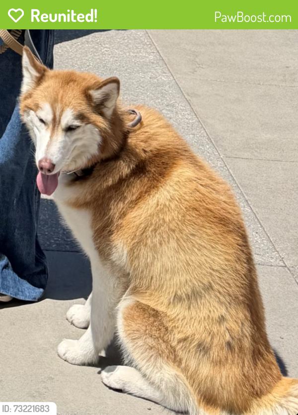 Reunited Female Dog last seen SW King Soopers, Loveland, CO 80537