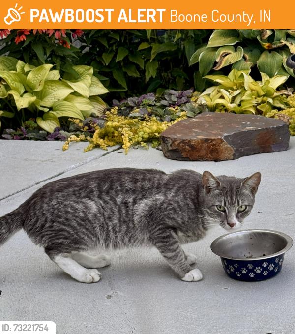 Found/Stray Male Cat last seen Rural 200 E, Boone County, IN 46075
