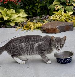 Found/Stray Male Cat last seen Rural 200 E, Boone County, IN 46075